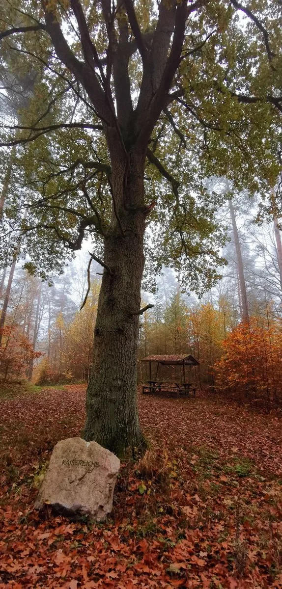 Kaisereiche bei Zerwelin